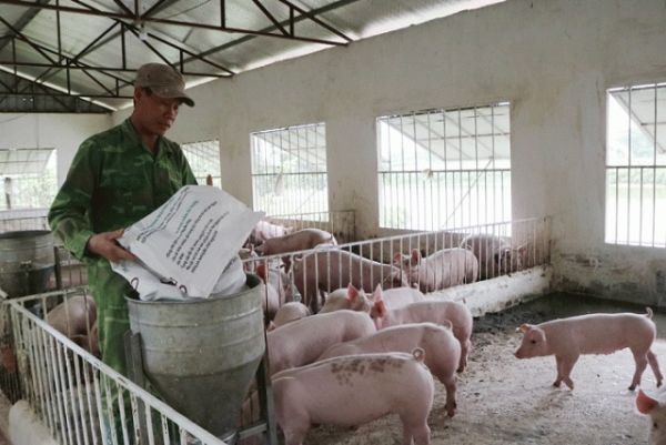 Dự báo giá thịt lợn tuần sau (24-29/8): Đà giảm sẽ tiếp tục trên các địa phương