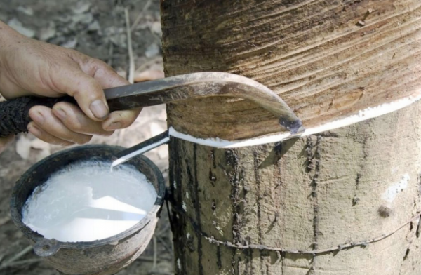 Giá cao su hôm nay 24/8: Đầu tuần có chút biến động