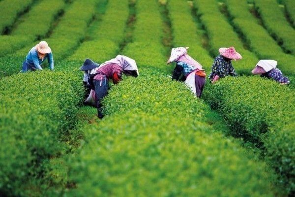 Dự báo giá chè tăng do thiếu hụt nguồn cung trên toàn cầu