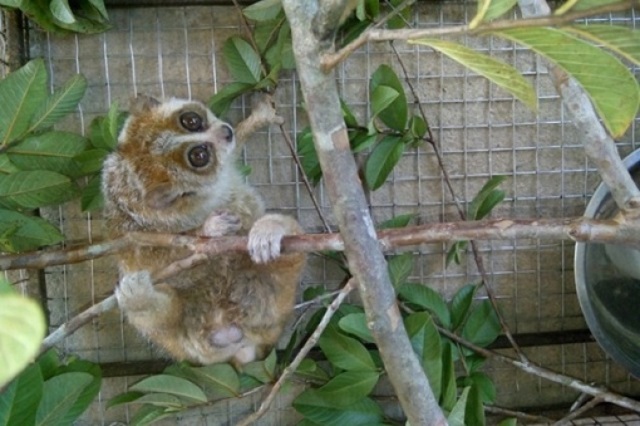 H&agrave; Nội tổ chức tiếp nhận 9 vụ với 23 c&aacute; thể động vật hoang d&atilde; trong th&aacute;ng 8