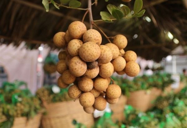 Sơn La: Chế biến, tiêu thụ, xuất khẩu trên 77 nghìn tấn nhãn