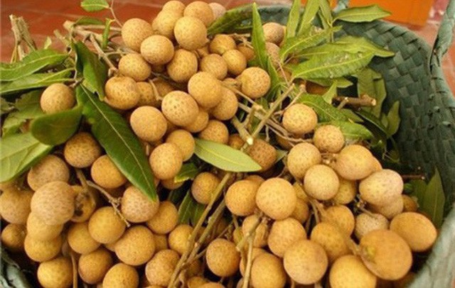 To&agrave;n tỉnh đ&atilde; chế biến, ti&ecirc;u thụ, xuất khẩu tr&ecirc;n 77 ngh&igrave;n tấn Nh&atilde;n