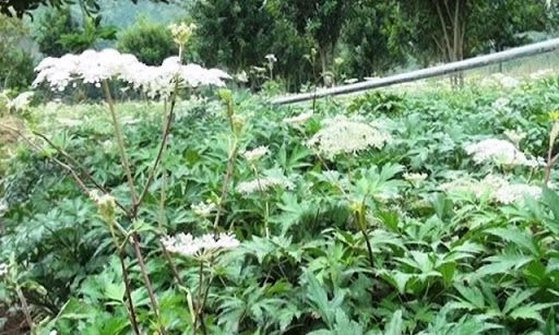 Lào Cai: Quy hoạch phát triển cây dược liệu tầm nhìn năm 2030