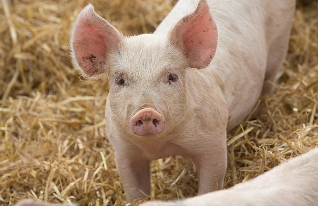 Giá thịt lợn hôm nay 25/8 giảm toàn diện tại 3 miền