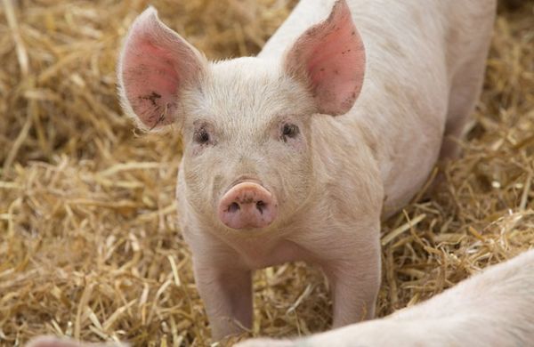 Giá thịt lợn hôm nay 25/8: Giảm đồng bộ trên cả 3 miền
