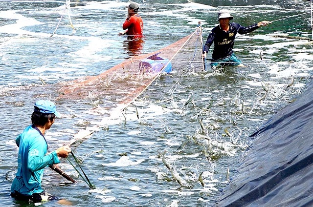 C&agrave; Mau phấn đấu đến cuối năm 2020 sản lượng t&ocirc;m nu&ocirc;i đạt khoảng 110.000 tấn