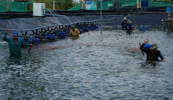 Cà Mau: Diện tích nuôi tôm thâm canh, siêu thâm canh đạt hiệu quả trên 85%