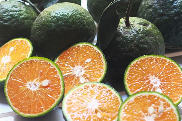 Năng suất giảm, cam miền Tây tăng giá mạnh