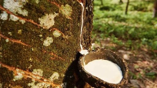 Giá cao su hôm nay 26/8: Phiên sáng tiếp đà tăng