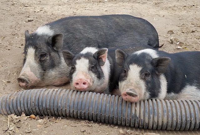 gi&aacute; thịt lợn h&ocirc;m nay 26/8