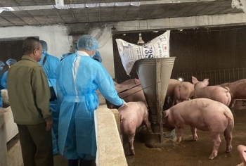 Tổng đàn lợn của cả nước đã khôi phục được 80%