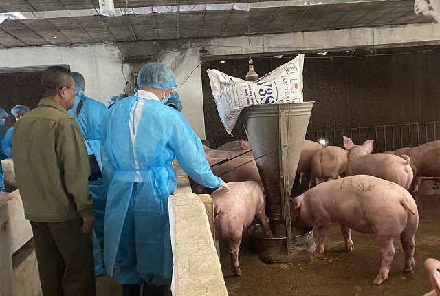 Tổng đ&agrave;n heo của cả nước đ&atilde; kh&ocirc;i phục 80% so với trước dịch tả heo ch&acirc;u Phi