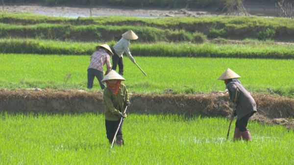 Đồng Tháp Mười và Tứ giác Long Xuyên phân chia nguồn nước cho sản xuất Đồng Tháp Mười và Tứ giác Long Xuyên phân chia nguồn nước cho sản xuất