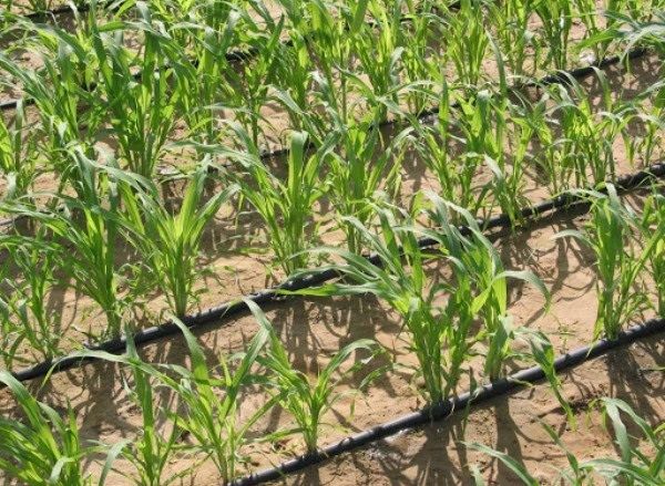 Phú Yên: Trồng mía ứng dụng công nghệ tưới nhỏ giọt đem lại năng suất cao