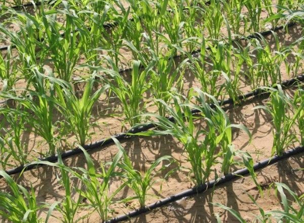 Ph&uacute; Y&ecirc;n triển khai m&ocirc; h&igrave;nh ứng dụng c&ocirc;ng nghệ tưới nhỏ giọt cho c&acirc;y m&iacute;a đem lại năng suất cao