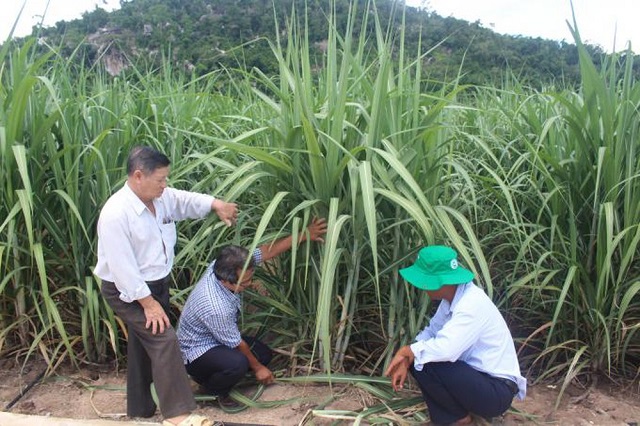 M&ocirc; h&igrave;nh đ&atilde; g&oacute;p phần n&acirc;ng cao năng suất m&iacute;a, tiết kiệm chi ph&iacute; sản xuất, tăng thu nhập cho n&ocirc;ng d&acirc;n