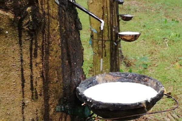 Giá cao su hôm nay 26/8: Tăng giảm trái chiều