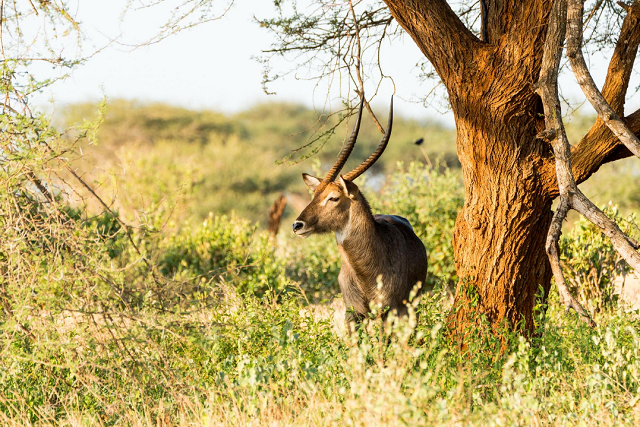 B&igrave;nh Định Triển khai c&aacute;c giải ph&aacute;p quản l&yacute; động vật hoang d&atilde; tr&ecirc;n địa b&agrave;n tỉnh