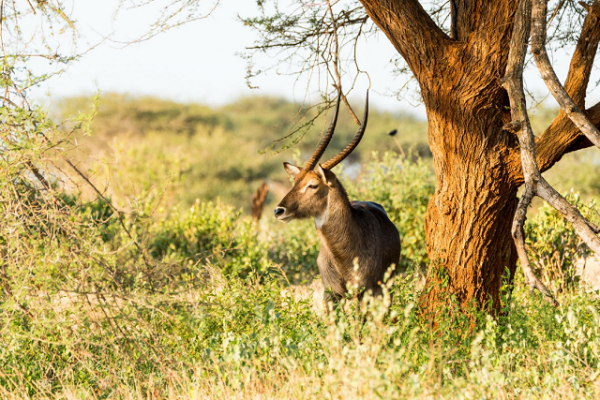 Bình Định: Triển khai các giải pháp quản lý động vật hoang dã trên địa bàn