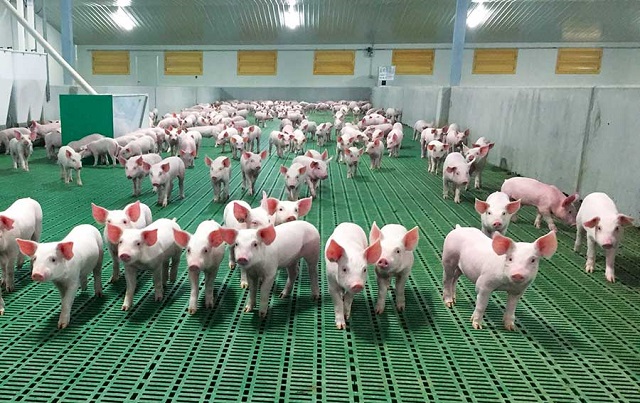 Gi&aacute; thịt lợn h&ocirc;m nay 27/8 tiếp tục giảm s&acirc;u