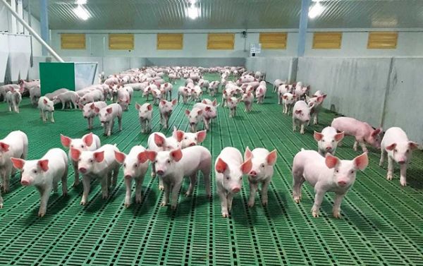 Giá thịt lợn hôm nay 27/8: Tiếp tục giảm sâu