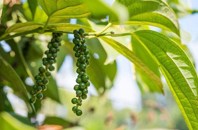 Gi&aacute; hồ ti&ecirc;u h&ocirc;m nay 27/8