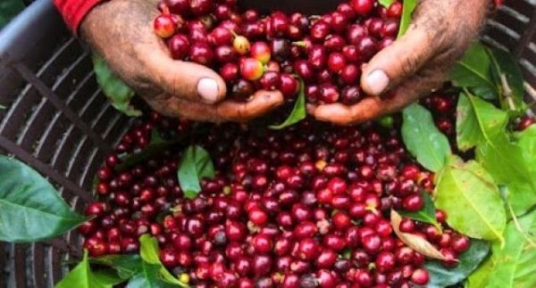 Giá cà phê hôm nay 27/8: Tăng nhẹ