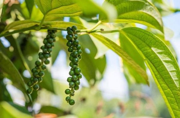 Giá hồ tiêu hôm nay 27/8: Vẫn giữ được mốc 50.000 đồng/kg