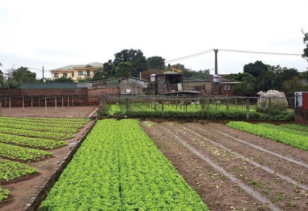 Hà Nội: Xử lý 20 tổ chức sản xuất kinh doanh vi phạm trong lĩnh vực nông nghiệp