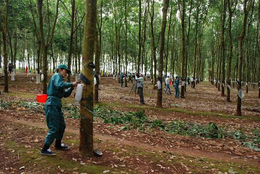 Giá cao su hôm nay 27/8: Phiên chiều tăng phi mã