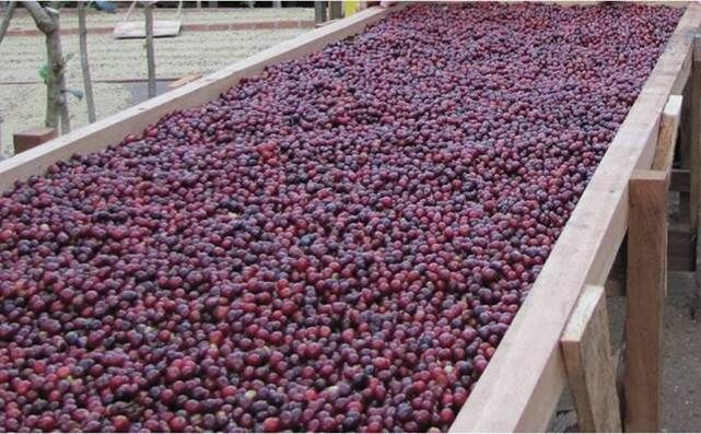 Xuất khẩu cà phê trong 8 tháng giảm nhẹ