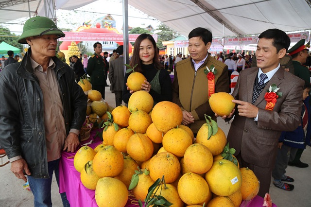 Thời gian gần đ&acirc;y, Người d&acirc;n x&atilde; T&acirc;n Lạc đ&atilde; mở rộng diện t&iacute;ch trồng bưởi đỏ đặc sản