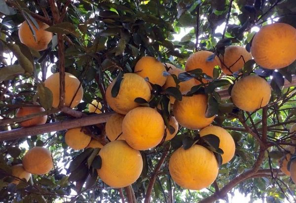 Hòa Bình: Phát triển đặc sản bưởi đỏ Tân Lạc