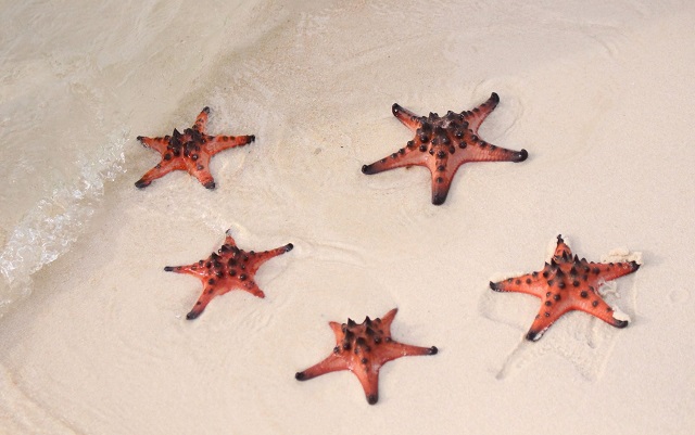 Tỉnh đẩy nhanh qu&aacute; tr&igrave;nh phục hồi hệ sinh th&aacute;i cũng như t&aacute;i tạo nguồn lợi