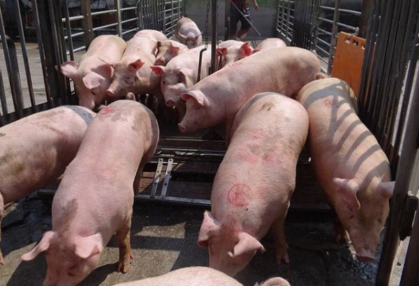 Giá thịt lợn hôm nay 28/8: Tiếp tục đà giảm, có nơi xuống tới 4.000 đồng/kg