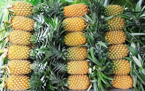 Tiềm Giang: Giá dứa tăng mạnh, người nông dân phấn khởi