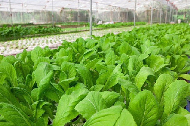 Nghiên cứu và ứng dụng công nghệ sinh học trong sản xuất nông nghiệp tạo ra các giống mới có năng suất, chất lượng và mang lại hiệu quả kinh tế cao