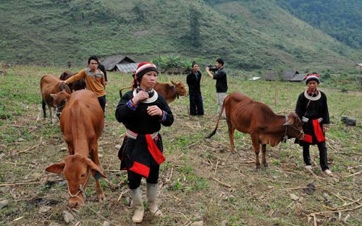 Hà Giang đẩy mạnh phát triển gia súc ăn cỏ