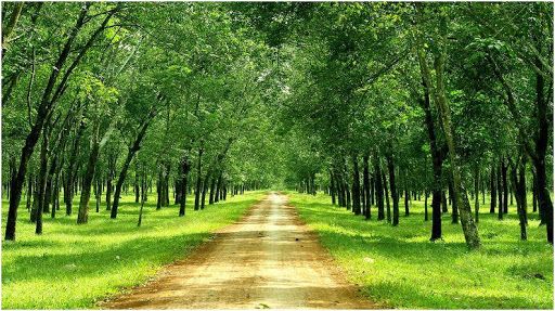 Giá cao su hôm nay 28/8: Phiên chiều các sàn thế giới trái chiều