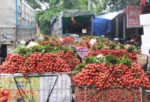 Bắc Giang lên kế hoạch sản xuất, tiêu thụ vải thiều năm 2021