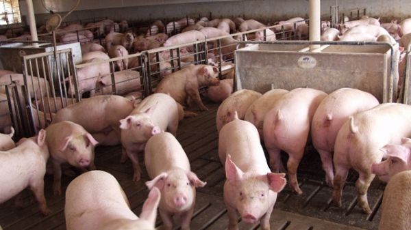 Giá thịt lợn hôm nay 30/8: Giảm giá liên tiếp
