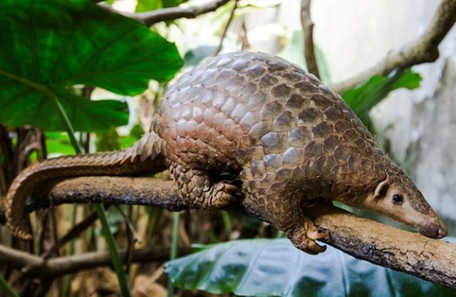 Chương trình Vinh danh tổ chức, cá nhân đóng góp cho bảo tồn loài hoang dã