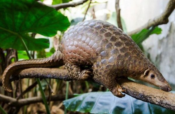 Nhận hồ sơ vinh danh bảo tồn loài hoang dã đến hết năm 2020