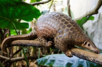 Nhận hồ sơ vinh danh bảo tồn loài hoang dã đến hết năm 2020