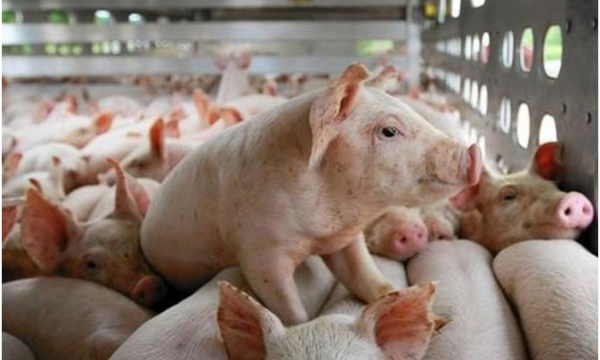 Dự báo giá lợn hơi tuần tới (31/8-5/9): Duy trì đà giảm