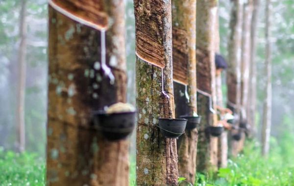 Giá cao su hôm nay 31/8: Bật tăng mạnh vào phiên chiều