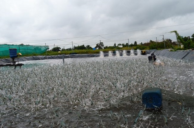 Diện t&iacute;ch thả nu&ocirc;i t&ocirc;m của tỉnh Ki&ecirc;n Giang tăng mạnh