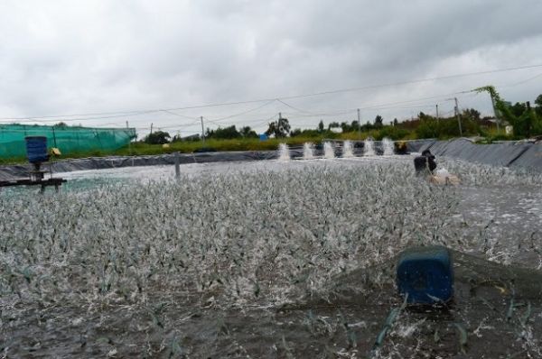 Kiên Giang: Thực hiện đồng bộ các giải pháp để nuôi tôm đạt hiệu quả