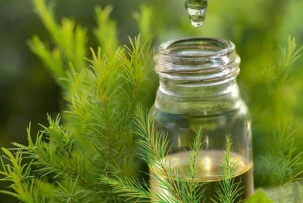 Thuốc Đông: 8 lợi ích của tinh dầu tràm đối với sức khỏe