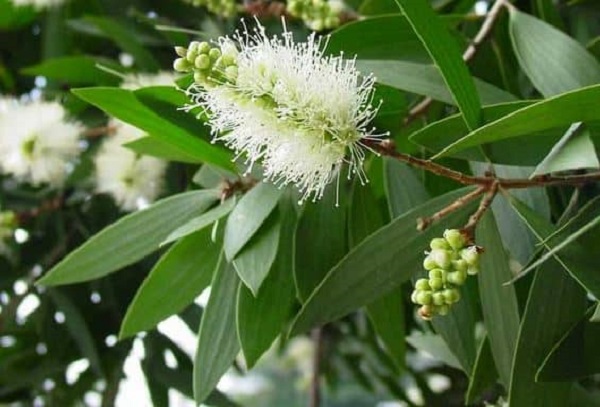 Tinh dầu tr&agrave;m được lấy từ l&aacute; tươi của c&acirc;y tr&agrave;m